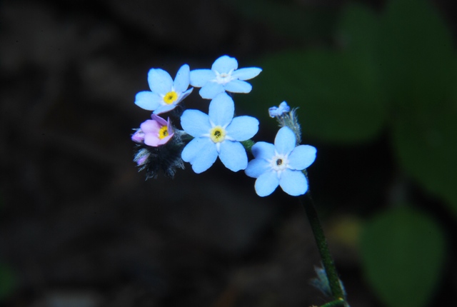 Myosotis